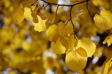 Obraz premium Colorful foliage in the autumn forest. Autumn leaves sky background. Autumn trees leaves in beautiful color.
