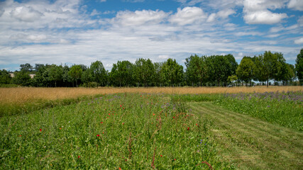 
Mowing path among plants, large trees alley in the background, blue sky, white clouds, sunny