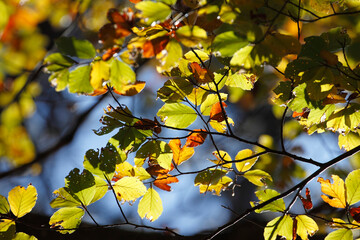 Colorful foliage in the autumn forest. Autumn leaves sky background. Autumn trees leaves in beautiful color.