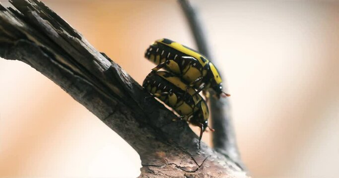 Black & Yellow Scarab Beetle (Chloro Apta goerlingi), Chlorobapta Beetle,  Chlorobapta goerlingi