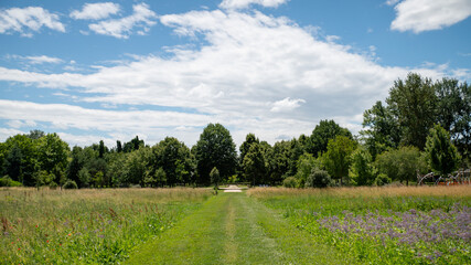 Path in the middle of the fields, and alley of trees in the background, blue sky and cottony clouds