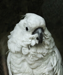 Portrait of a white cockatoo bird on a dark background. Variations, bird Moluccan cockatoo parrot...