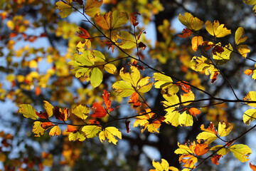 Colorful foliage in the autumn forest. Autumn leaves sky background. Autumn trees leaves in beautiful color.