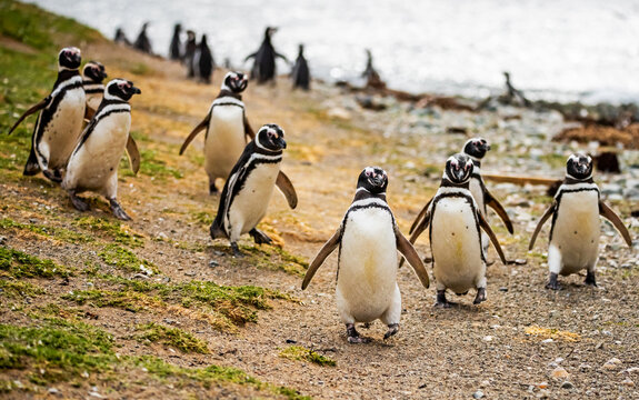 Magellanic Penguin Colony At Magdalena Island, Chile