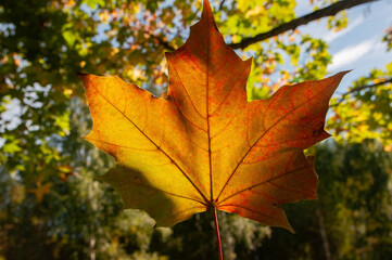 Yellow maple leaf on a Sunny day, close-up