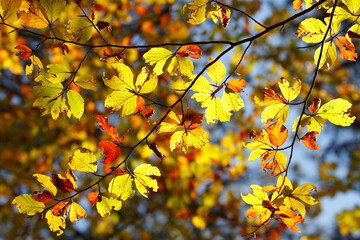 Colorful foliage in the autumn forest. Autumn leaves sky background. Autumn trees leaves in beautiful color.