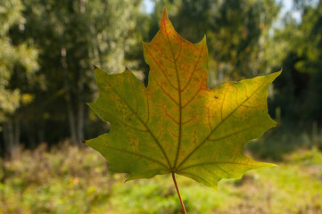 Yellow maple leaf on a Sunny day, close-up