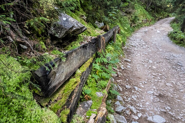 Footpath in coniferous forest, High Tatras mountains, Slovakia