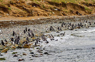 Magellanic Penguin Colony at Magdalena Island, Chile