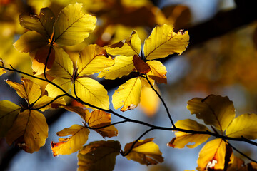 Colorful foliage in the autumn forest. Autumn leaves sky background. Autumn trees leaves in beautiful color.