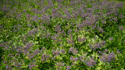 
Close-up on a field of flowering borage, in spring