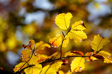 Colorful foliage in the autumn forest. Autumn leaves sky background. Autumn trees leaves in beautiful color.