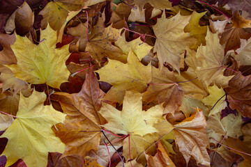 background of a mix of fallen autumn leaves of different colors
