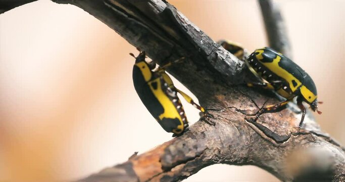 Black & Yellow Scarab Beetle (Chloro Apta goerlingi), Chlorobapta Beetle,  Chlorobapta goerlingi