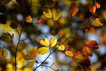 Colorful foliage in the autumn forest. Autumn leaves sky background. Autumn trees leaves in beautiful color.