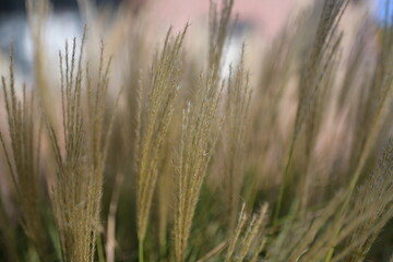 Obraz premium lange gelbe Kräuter