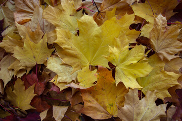 background of a mix of fallen autumn leaves of different colors