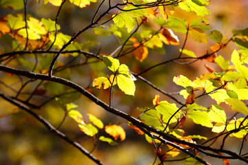 Colorful foliage in the autumn forest. Autumn leaves sky background. Autumn trees leaves in beautiful color.
