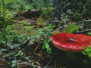 Mushroom