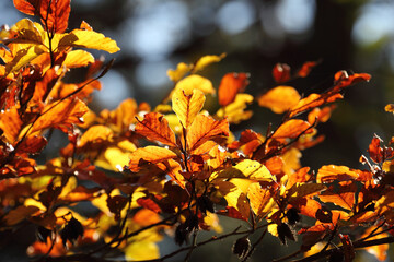 Colorful foliage in the autumn forest. Autumn leaves sky background. Autumn trees leaves in beautiful color.