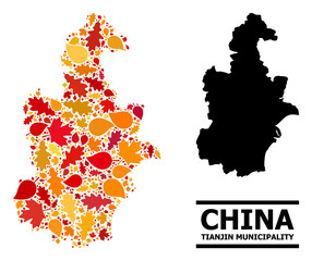 Obraz premium Mosaic autumn leaves and usual map of Tianjin Municipality. Vector map of Tianjin Municipality is made of scattered autumn maple and oak leaves. Abstract territory scheme in bright gold, red,