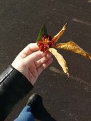 hand holding a plant