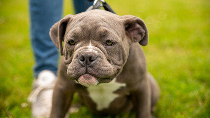 Portrait of an adorable gray and white puppy, kind bulldog, in a park