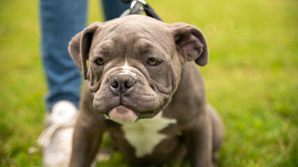 Portrait of an adorable gray and white puppy, kind bulldog, in a park