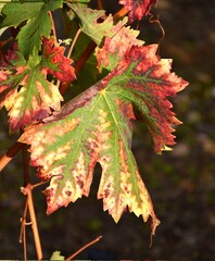 Green, yellow, orange and red vine leaf tones in October. La Rioja.