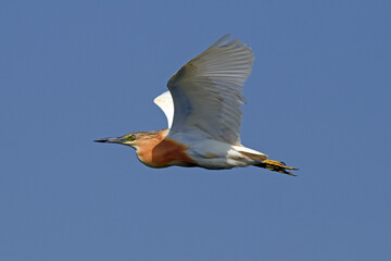 fliegender Rallenreiher (Ardeola ralloides) - flying Squacco heron