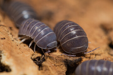 Armadillo officinalis