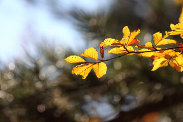 Colorful foliage in the autumn forest. Autumn leaves sky background. Autumn trees leaves in beautiful color.