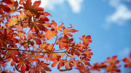Nice view towards the blue sky, on the glowing foliage of a maple tree	
