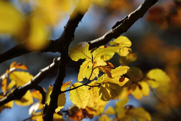 Colorful foliage in the autumn forest. Autumn leaves sky background. Autumn trees leaves in beautiful color.