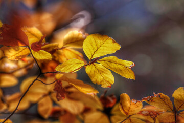 Colorful foliage in the autumn forest. Autumn leaves sky background. Autumn trees leaves in beautiful color.