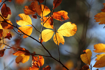 Colorful foliage in the autumn forest. Autumn leaves sky background. Autumn trees leaves in beautiful color.