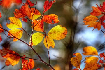 Colorful foliage in the autumn forest. Autumn leaves sky background. Autumn trees leaves in beautiful color.