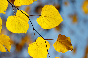 Colorful foliage in the autumn forest. Autumn leaves sky background. Autumn trees leaves in beautiful color.