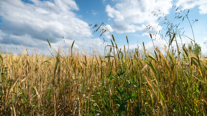 View down to the ground, over the wheat fields and its wild grasses, on a beautiful spring day