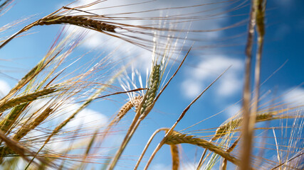 
Close up on golden wheat in spring