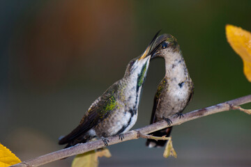 Colibrí alimentado a su cría © LuisAlberto