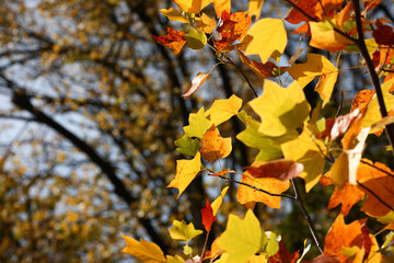 Colorful foliage in the autumn forest. Autumn leaves sky background. Autumn trees leaves in beautiful color.