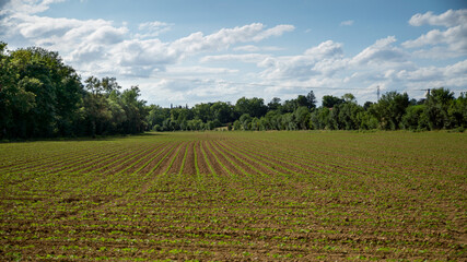 Fototapeta na wymiar Young crops in the fields in spring