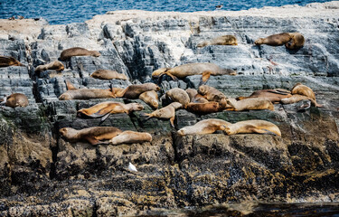 Seals on the Beagle Channel