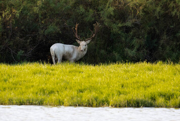 Gran gamo blanco