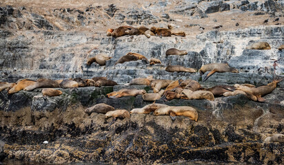 Seals on the Beagle Channel