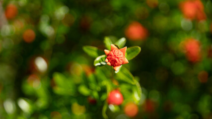 Close-up on a flowering pomegranate tree, in spring