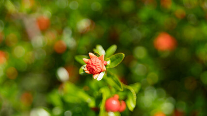Obraz premium Close-up on a flowering pomegranate tree, in spring