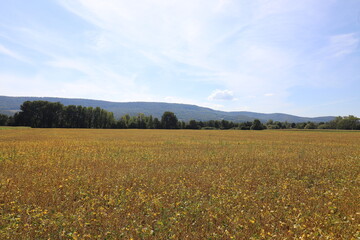 Fototapeta premium Beautiful panoramic view over extensive French bean fields with hills in the background. Photo was taken on a sunny day with a blue sky.