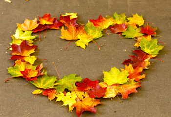 heart made from autumn golden maple leafs on the ground